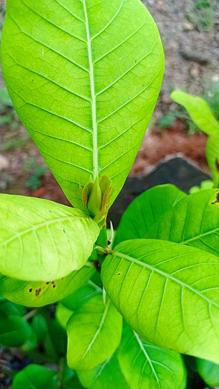 <i>Ficus enormis</i> Species of plant