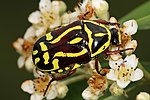 Thumbnail for Eupoecila australasiae