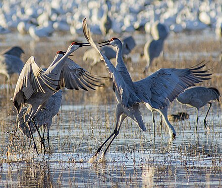 A skirmish between two sandhill cranes