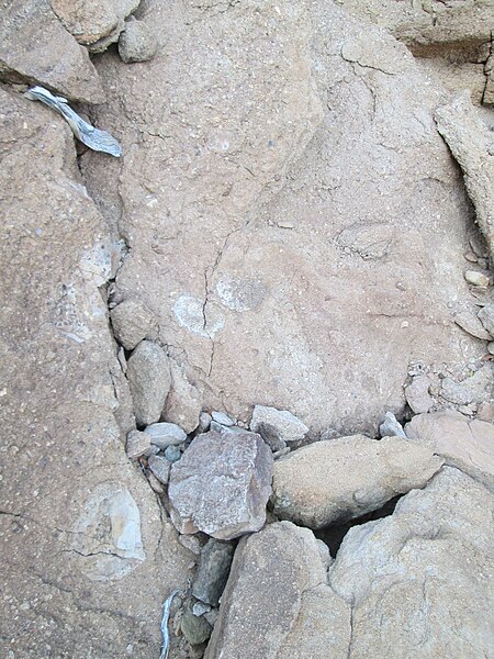 File:Fish River Canyon - Organic trace fossils.JPG