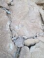 Fish River Canyon - Organic trace fossils.JPG