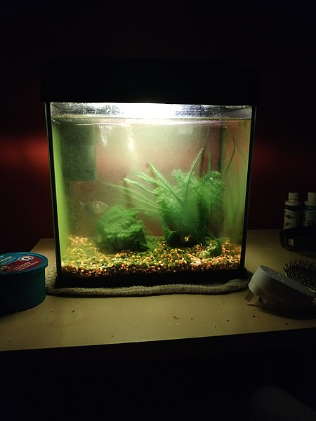 File:Fish tank .jpg