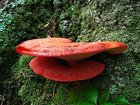 Fistulina hepatica