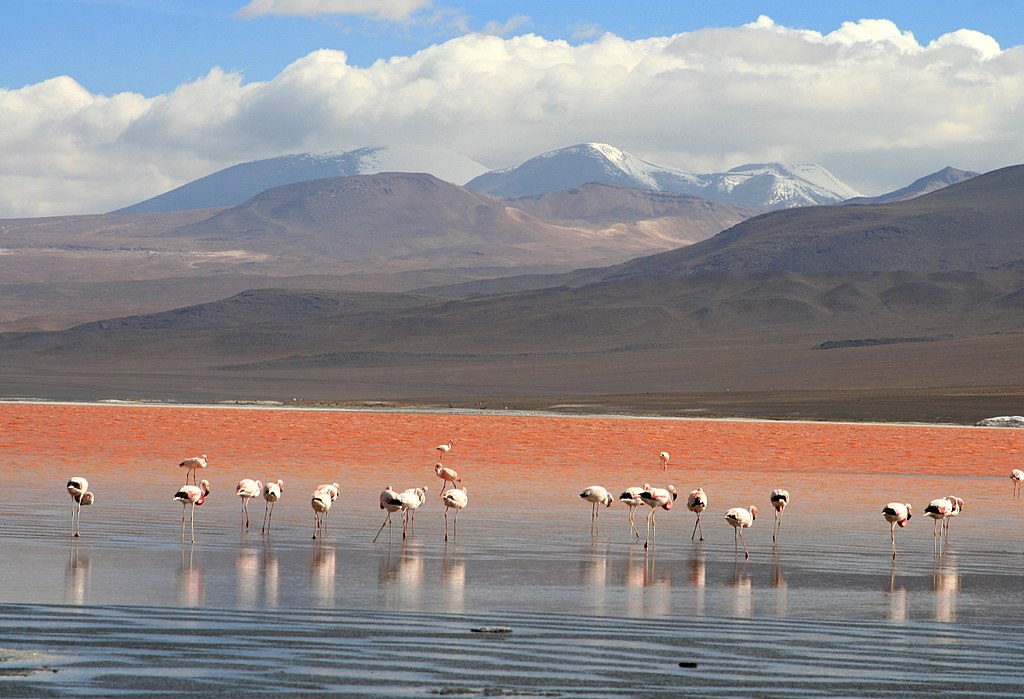 Flamingos en la Laguna Colorada, Uyuni, Bolivia