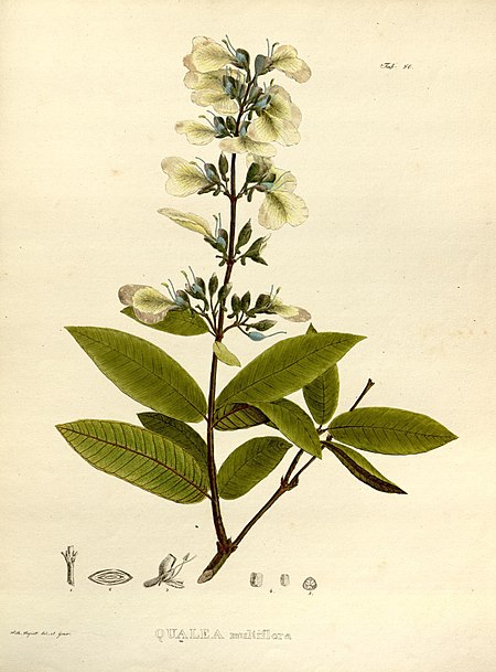 Qualea albiflora