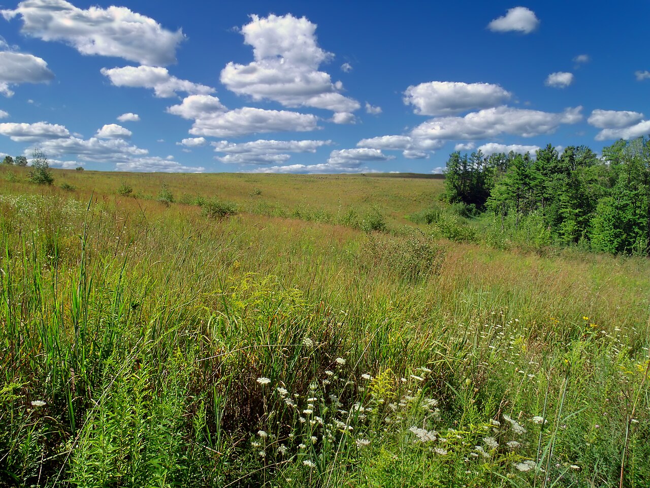 Степи луга и болота. Новоаннинский район луговые поля. Поле заросшее травой. Типы растительности Луга. Луговые угодья.