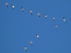 Flight of geese.jpg