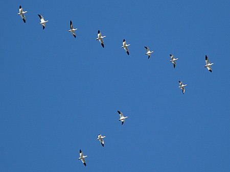 Tập_tin:Flight_of_geese.jpg