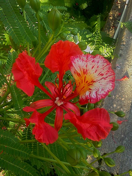 File:Flora, Ciudad Bolívar..jpg