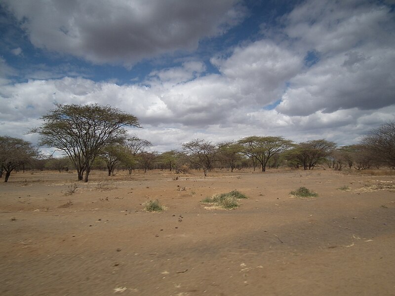 File:Flora of Tanzania 2326 Nevit.jpg