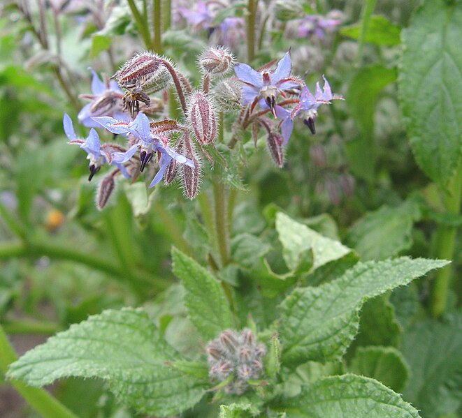 File:Flowers of a Borago-2.jpg