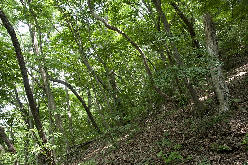 File:Forest in Mt.Kinoko 03.jpg