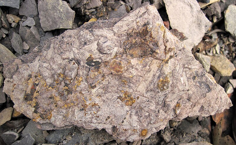 File:Fossiliferous mudshale (Price Formation, Lower Mississippian; Cloyds Mountain roadcut, Valley Coalfield, Virginia, USA) 7 (30494711345).jpg