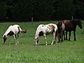 Four horses grazing in a pasture immediately south of the intersection of Lacks Town Road (SR 789) and Mt Laurel Road (SR 746).