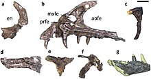 Skull elements Fukuivenator skull.jpg