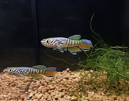 Fundulopanchax sjostedti, a semi-annual killifish in the order Cyprinodontiformes.