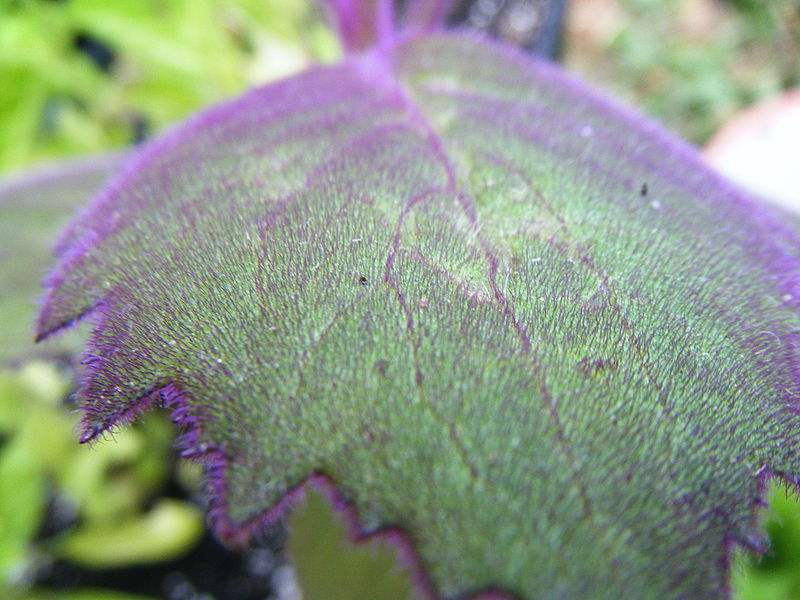 File:G aurantiaca leaf close.JPG