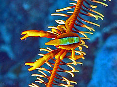 Galatheidae - Allogalathea elegans.jpg