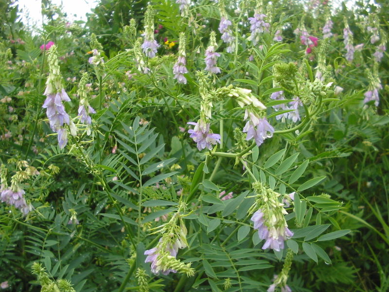 File:Galega officinalis bgiu.jpg