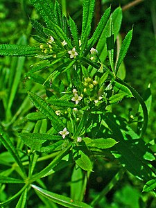 Galium aparine Flowers