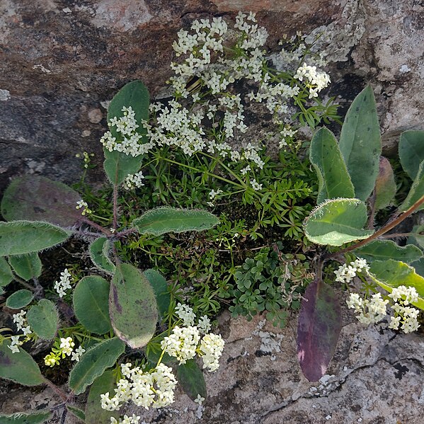 File:Galium pumilum and Hieracium cyathis, Ubley Warren 3 (52982538417).jpg