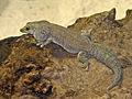 Gekkonidae - Phelsuma standingi.JPG