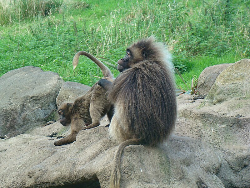 File:Gelada.JPG