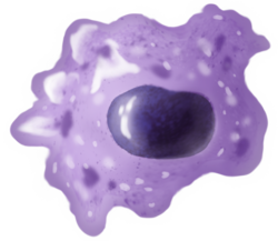 macrophage cell