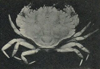 <i>Glebocarcinus</i> Genus of crabs