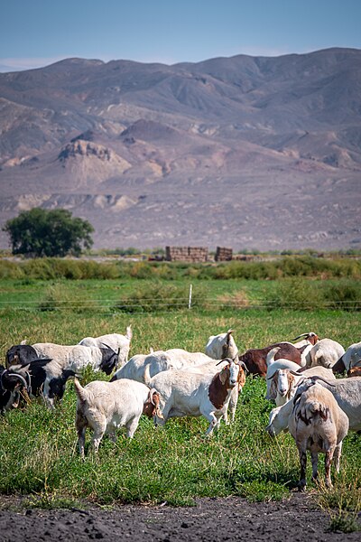 File:Goats graze in a pasture in Lovelock, Nevada on 13 September 2023 - 20230913-FPAC-KLS-0071 EDIT.jpg