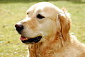 Golden Retriever Hund Dog.JPG