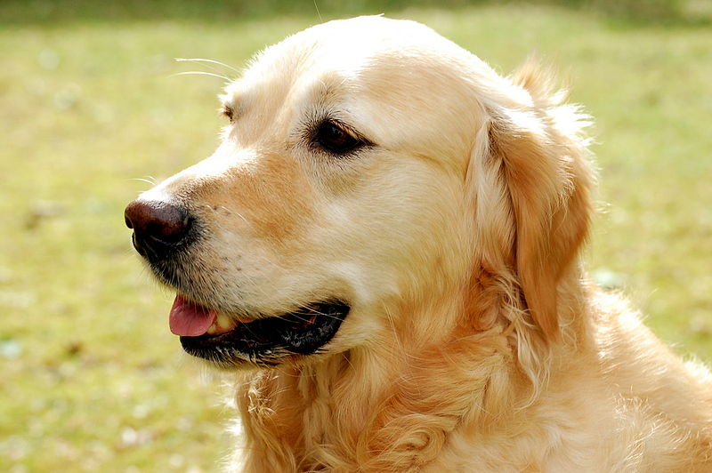 File:Golden Retriever Hund Dog.JPG