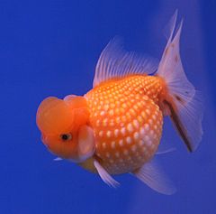 Аквариумная рыба золотая рыбка. Жемчужинка рыбка аквариумная. Аквариумная Золотая рыбка Оранда. Золотая рыбка Жемчужинка. Вуалехвост рыбка аквариумная Жемчужина.