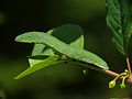 Gonepteryx rhamni - caterpillar 03 (HS).jpg