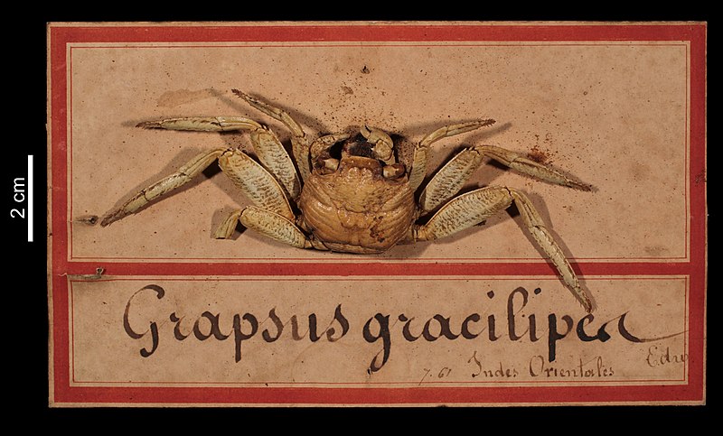 File:Grapsus tenuicrustatus (MNHN-IU-2000-10767) 001.jpeg