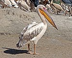 Pelecanus onocrotalus