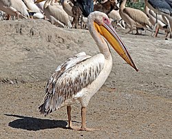 Roðakani (Pelecanus onocrotalus)