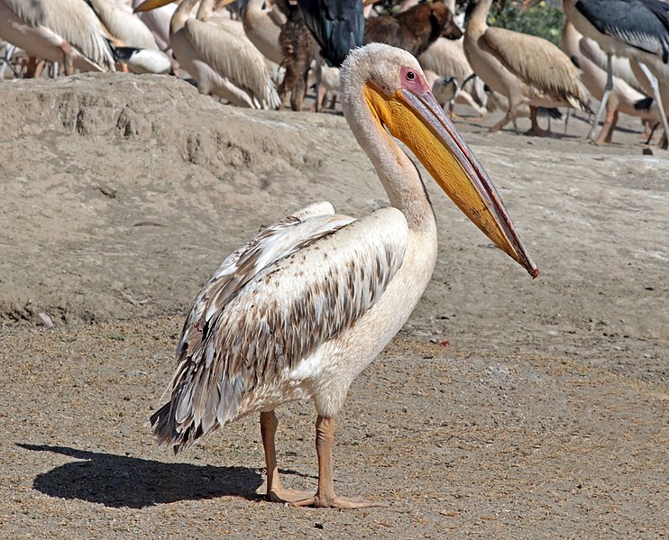 File:Great white pelican (Pelecanus onocrotalus).jpg