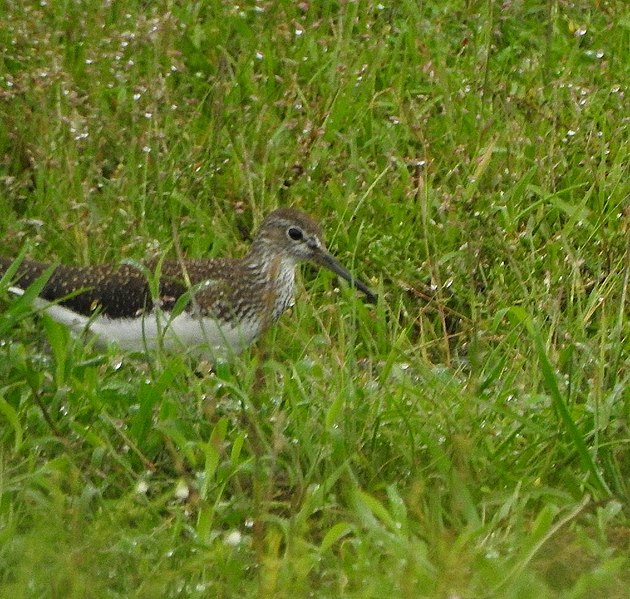 File:Green sandpiper 7.jpg