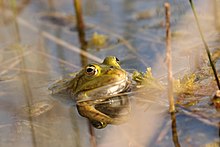 Grenouille verte dans une mare à characées.