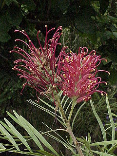 <i>Grevillea banksii</i> species of plant