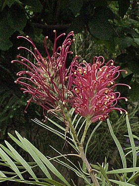 Grevillia banksii0.jpg