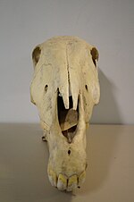 Miniatuur voor Bestand:Grevy's Zebra Skull Front (NML-VZ 1963.173.76).jpg