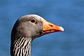 74 Greylag goose (Anser anser) head uploaded by Charlesjsharp, nominated by Charlesjsharp