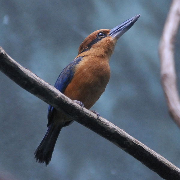 The Guam kingfisher has been extinct in the wild since 1986.