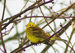 Gielfink (Emberiza citrinella)