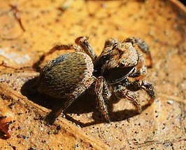 Habronattus oregonensis