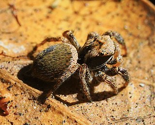 <i>Habronattus oregonensis</i> Species of spider