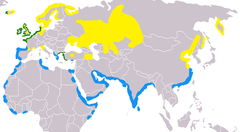 Phạm vi Chim mò sò. Màu vàng =chỉ mùa hè, xanh da trời = chỉ mùa đông, xanh lá cây = cư trú quanh năm.