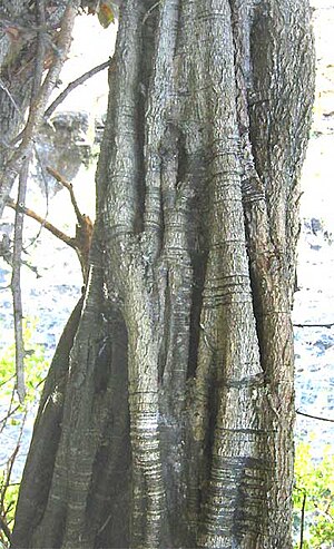 Haematoxylum brasiletto-trunk.jpg